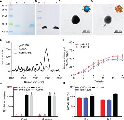 Oral Administration of Nanopeptide CMCS-20H Conspicuously Boosts Immunity and Precautionary Effect Against Bacterial Infection in Fish